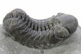 Detailed Austerops Trilobite - Ofaten, Morocco #356919-1